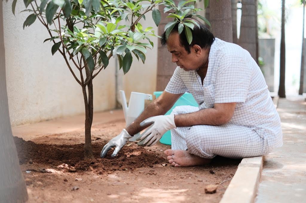 brahmanandam planted in green india challenge