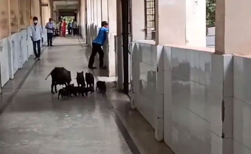 pigs wandering in covid hospital in karnataka 