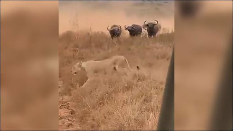 buffaloes chased lions viral video