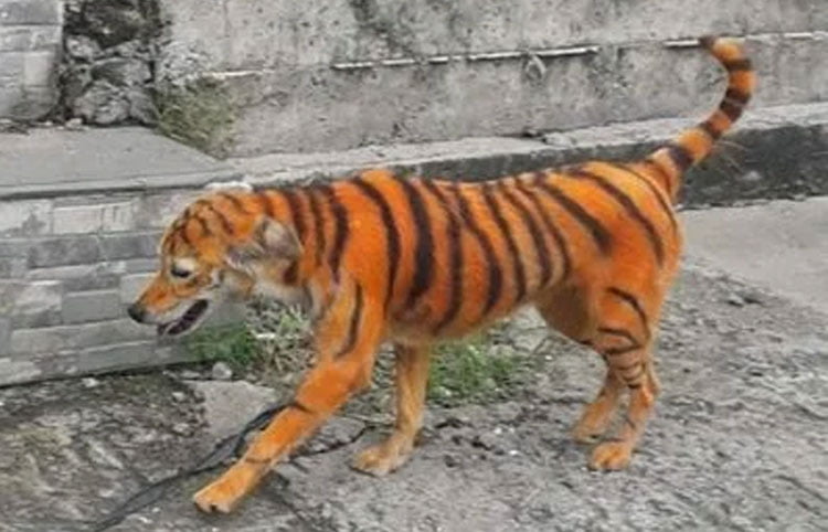 dog painted as tiger in malaysia 