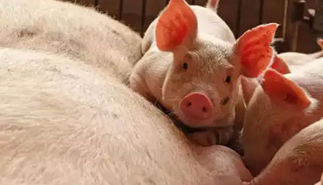 assam govt to kill 12000 pigs in order to curb african swine flu