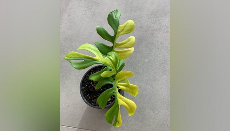 man bought this rare plant for rs 4 lakhs 