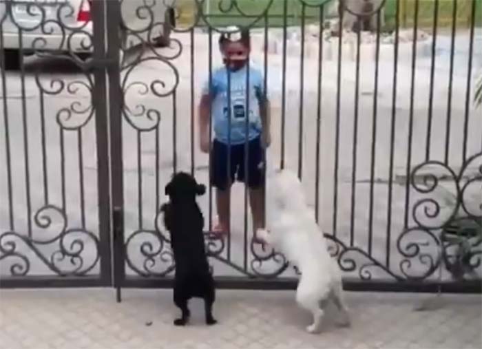 boy dancing in front of dogs video goes viral