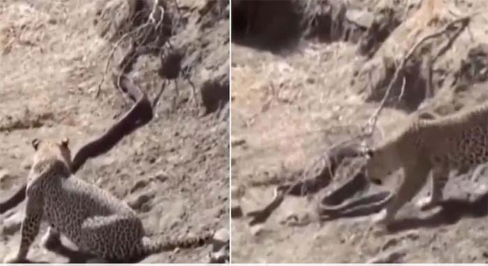 leopard and python fight video goes viral