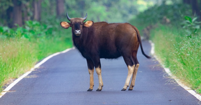Due to deforestation bison created a sensation on highway.