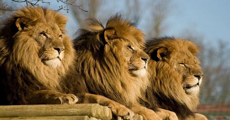 Lions saved a girl from kidnappers
