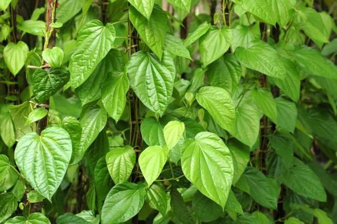 Beauty hacks with betel leaves