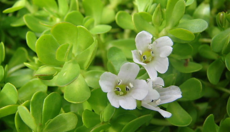 If you want to improve the beauty of hair and skin .. you need to know about Brahmi plant ..!