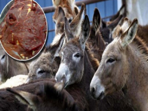 AP people are after donkey meat