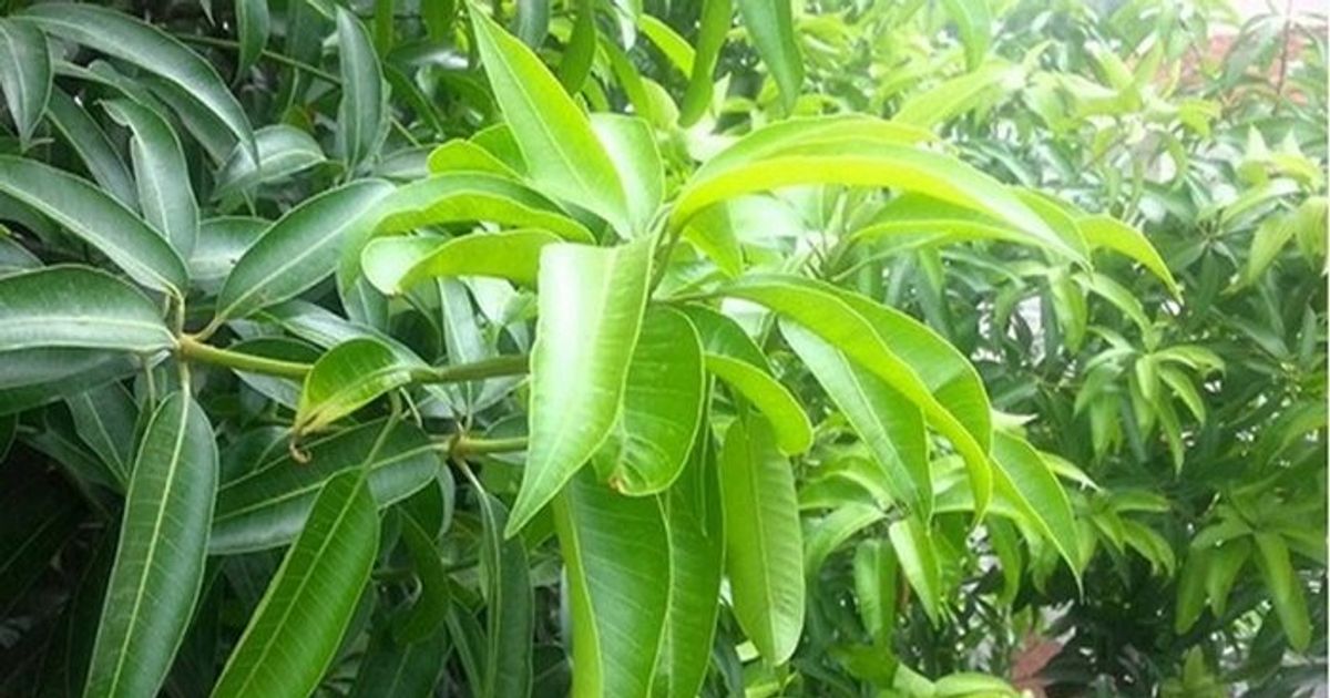 unknown-benefits-of-mango-leaves