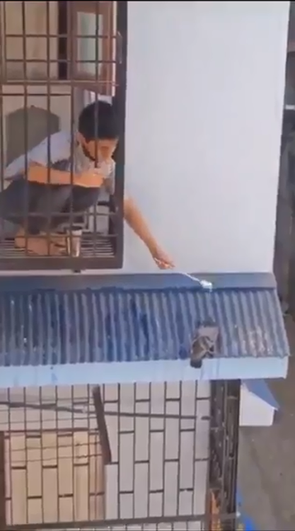 Viral Video on sick of pigeon boy helping