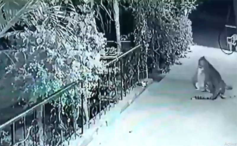 Viral Video: leopard hunts pet dog sleeping outside house