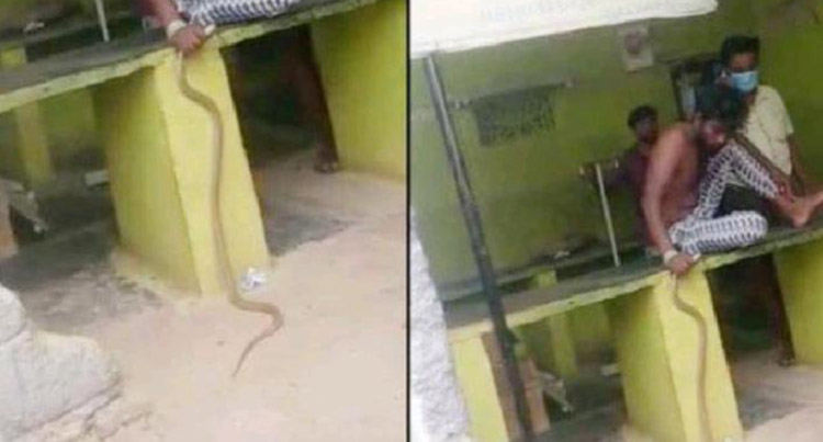 Video Viral: snake bite victim went hospital with alive snake