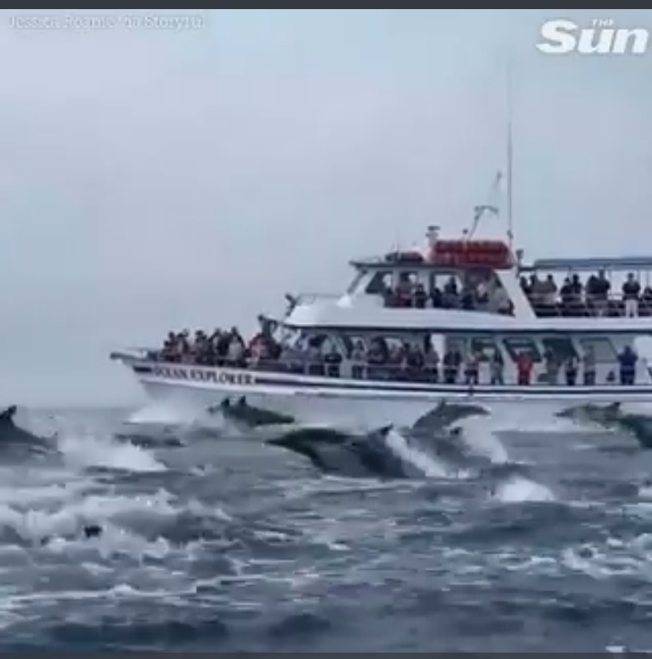 400 Dolphins Chase the ship Viral Video: 95 million views