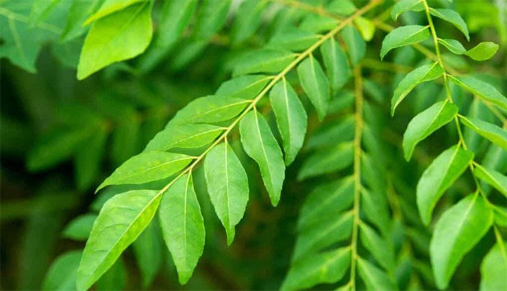 Daily eat 4 Curry Leaves: in morning good benifits