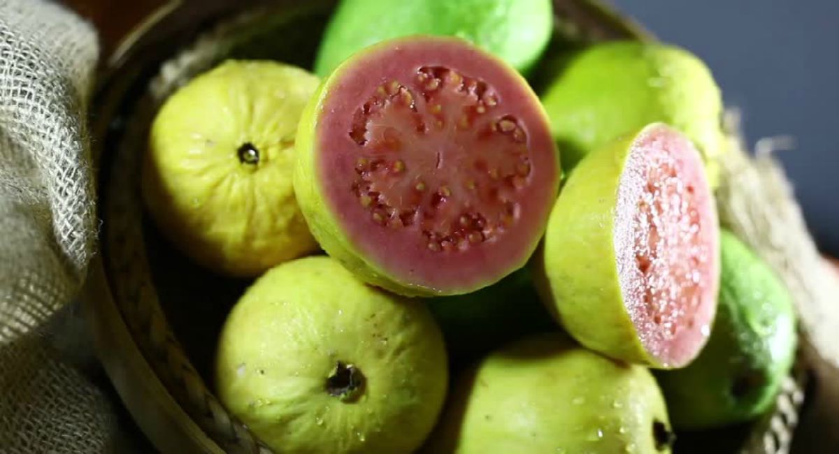 Daily eat Guava Fruit: benits 