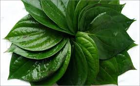 Daily eat betel leafs Joint Pain: relief 