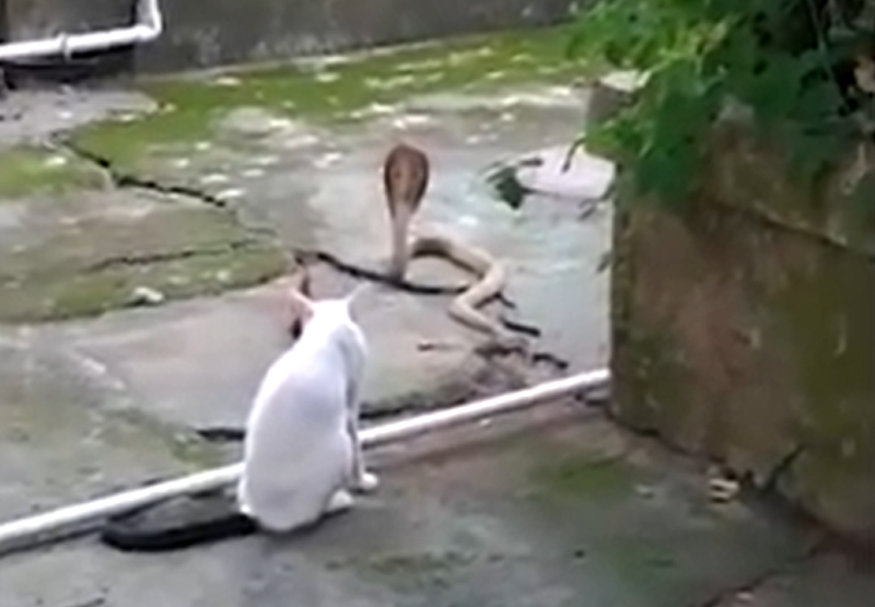 Video Viral cat vs snake 
