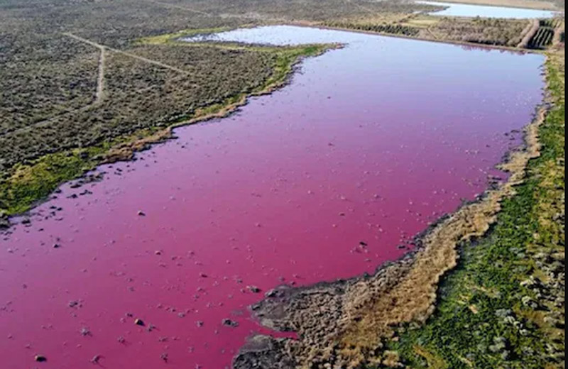 Argentina lagoon turns bright pink due to pollution 