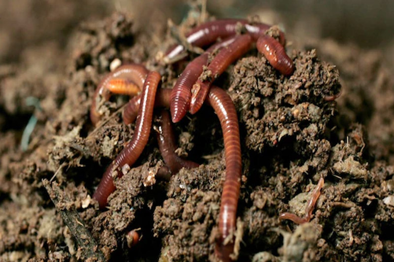 Earthworm Smuggling