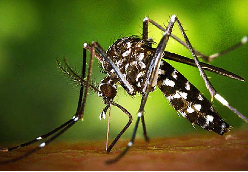 Maharashtra reports first Zika Virus case