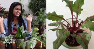 Beet Root crop in your home garden