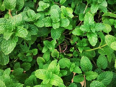 Mint: excellent results for all health problems
