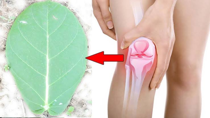 Calotropis Gigantea best Solution of Knee Pain 