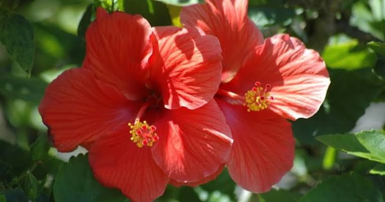 Hibiscus: Plant Excellent Health Benifits