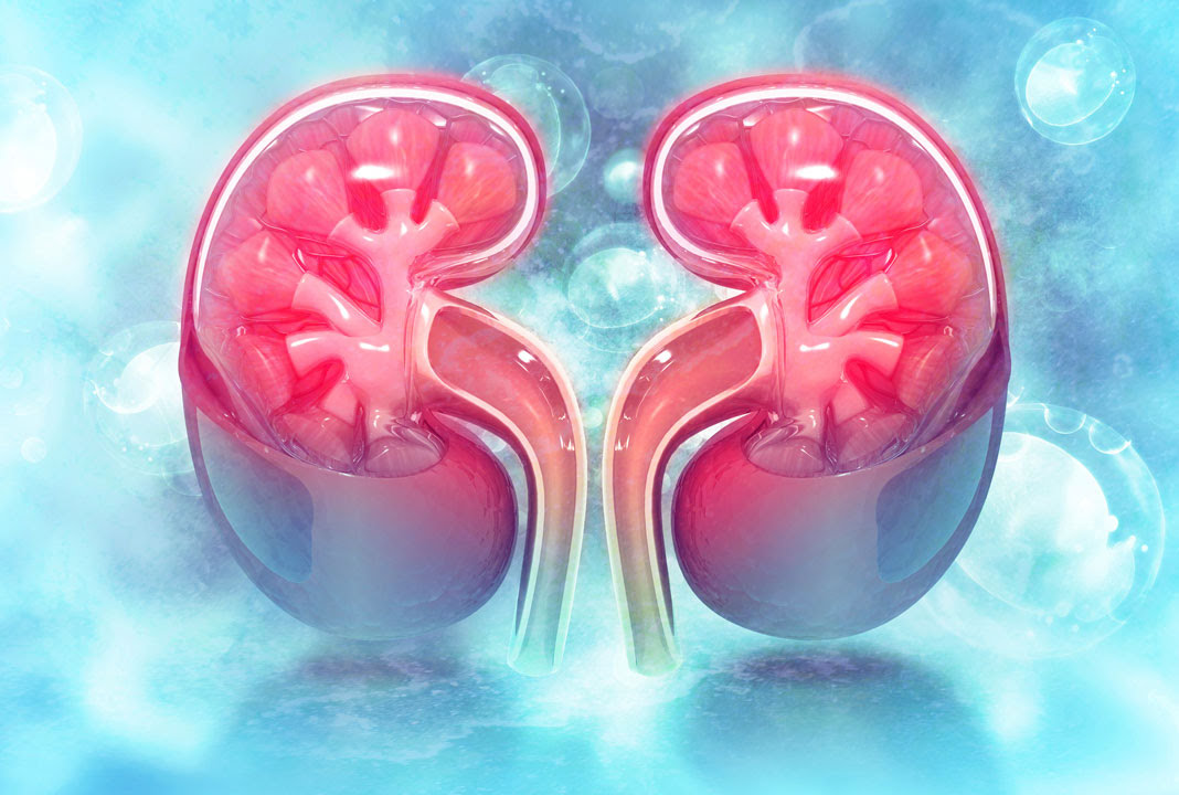 Kidney Problems: Best Home Remedies