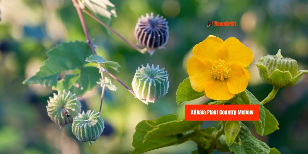 Atibala Plant: Unbelievable Health Benefits of Atibala Plant, Atibala aka Country Mellow benefits in Ayurveda