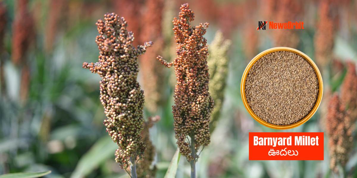 Barnyard Millet: Excellent Health Benefits of Barnyard Millet, Barnyard Millet in Telugu