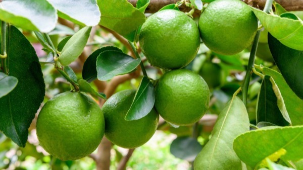 Excellent Health Benefits Of Lemon Leaves: 
