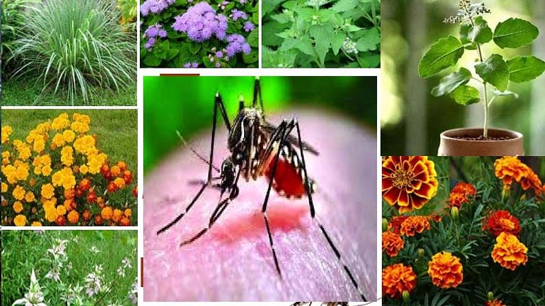 Mosquitoes: avoid plants to grow 