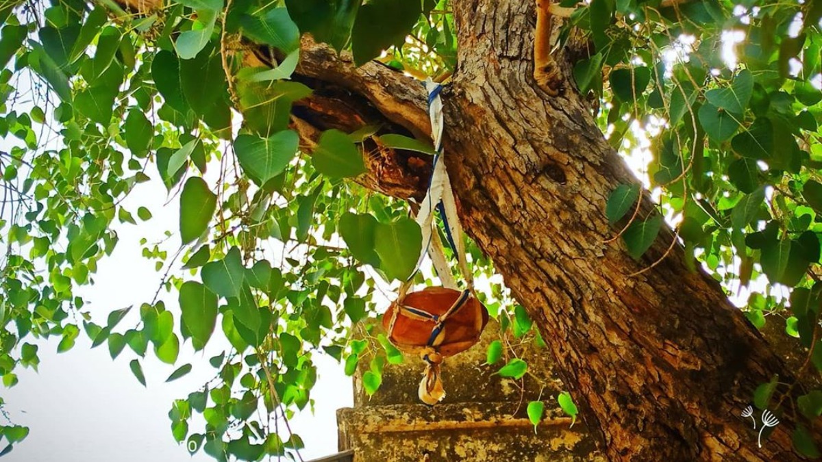 Excellent Health Benefits Of Peepal Tree: 