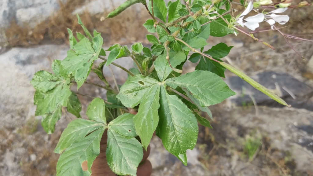 Vamintaku plant increases Fertility: complex and health benefits 