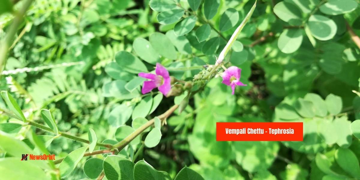 Vempali Plant: Health Benefits of Vempali Chettu Tephrosia