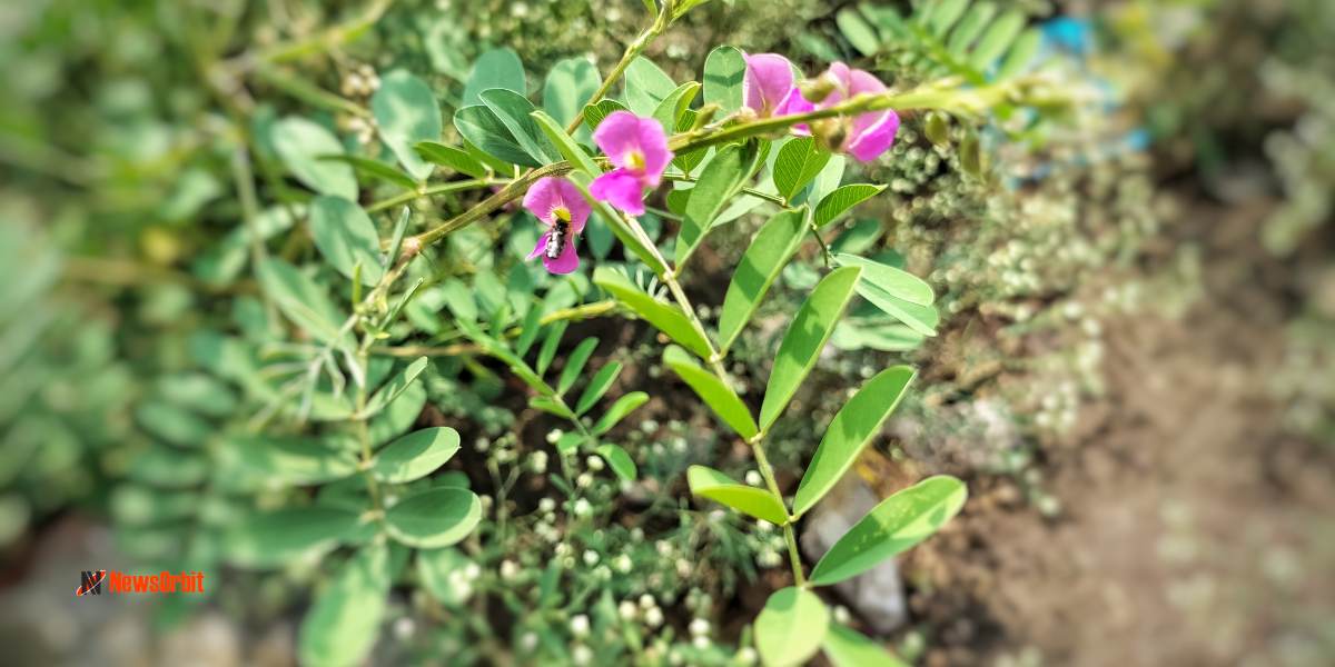 Vempali Plant: Health Benefits of  Vempali Chettu Tephrosia 