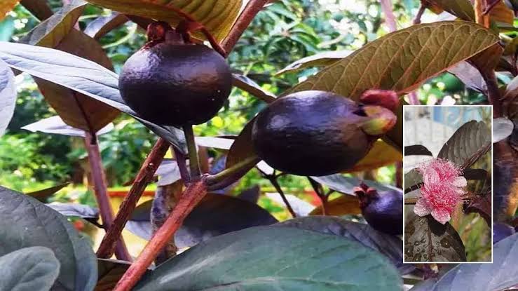 Amazing health benifits of Black Guava: 