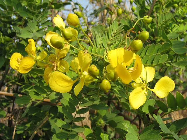 Excellent health benefits of Tangedu Flower: 