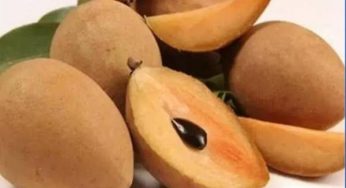 Chiku Fruit: సపోటా మన శరీరానికి చేసే సపోర్ట్ ఏంటంటే..!?