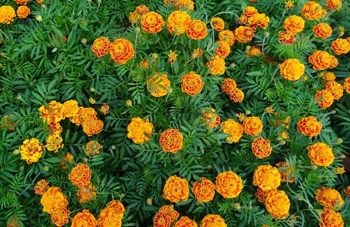 Excellent Health Benefits Of Marigold Flower: and Leaves