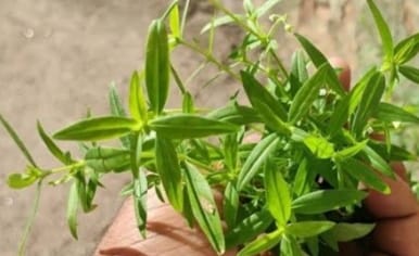 Excellent Health Benefits of Parpatakam: Plant 