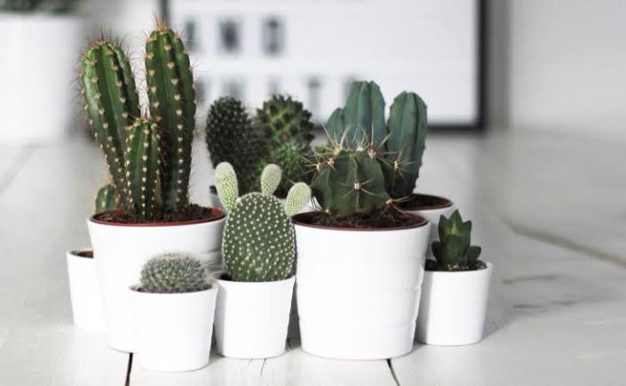 Beauty Benefits of Cactus Plant
