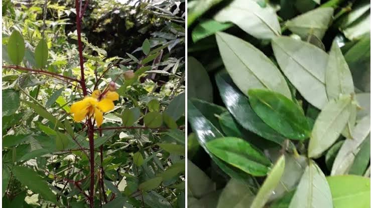 Chennangi Plant: చెన్నంగి మొక్క తో కలిగే ఆరోగ్య ప్రయోజనాలు ఇవే..!!