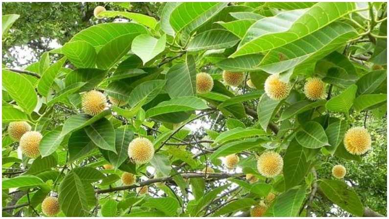 Amazing Health Benefits of Kadambam: Plant