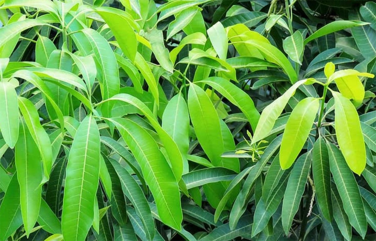 Surprising Health Benefits Of Mango Leaves: