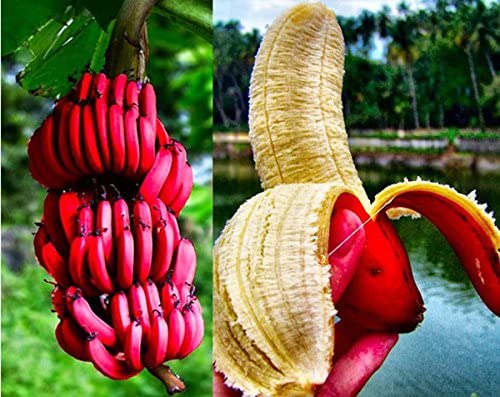 Excellent Health Benefits Of Red Banana