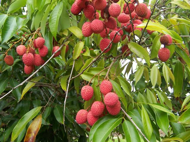 Litchi: Fruit To Check Cancer