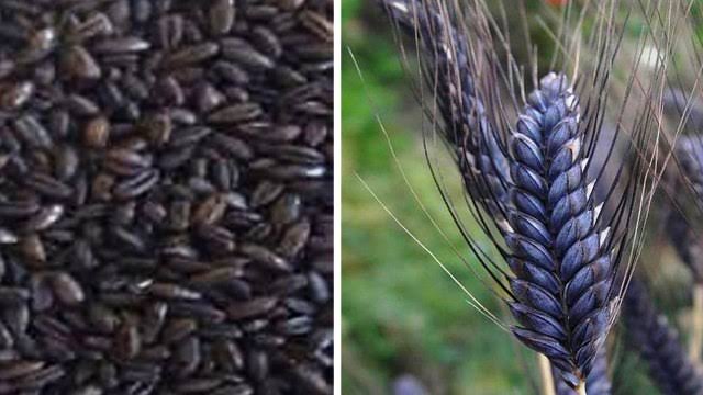 Amazing health benefits of Black Wheat: 